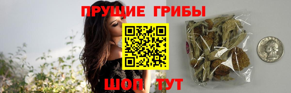 Псилоцибиновые грибы Cubensis Ревда